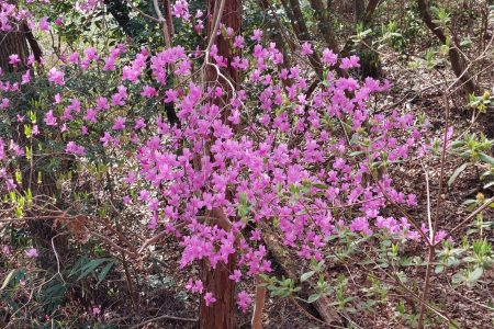 【春企画】かしわら森の会さんよりお花の写真が届きました