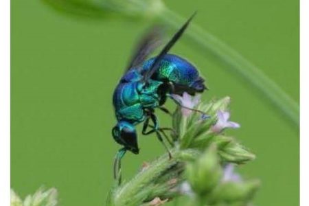 夏の昆虫写真（みどりのまちづくりグループ）